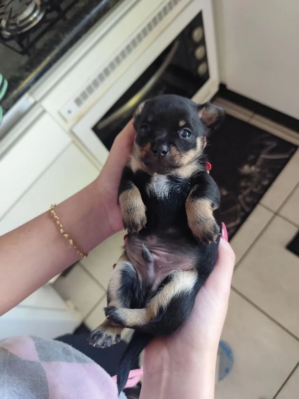 Pinscher DOAÇÃO  - Foto 3
