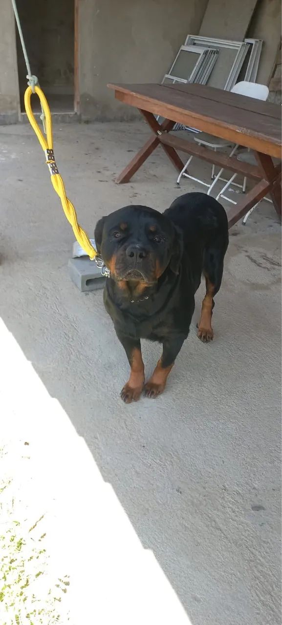 Filhotes de Rotweiller  - Foto 4
