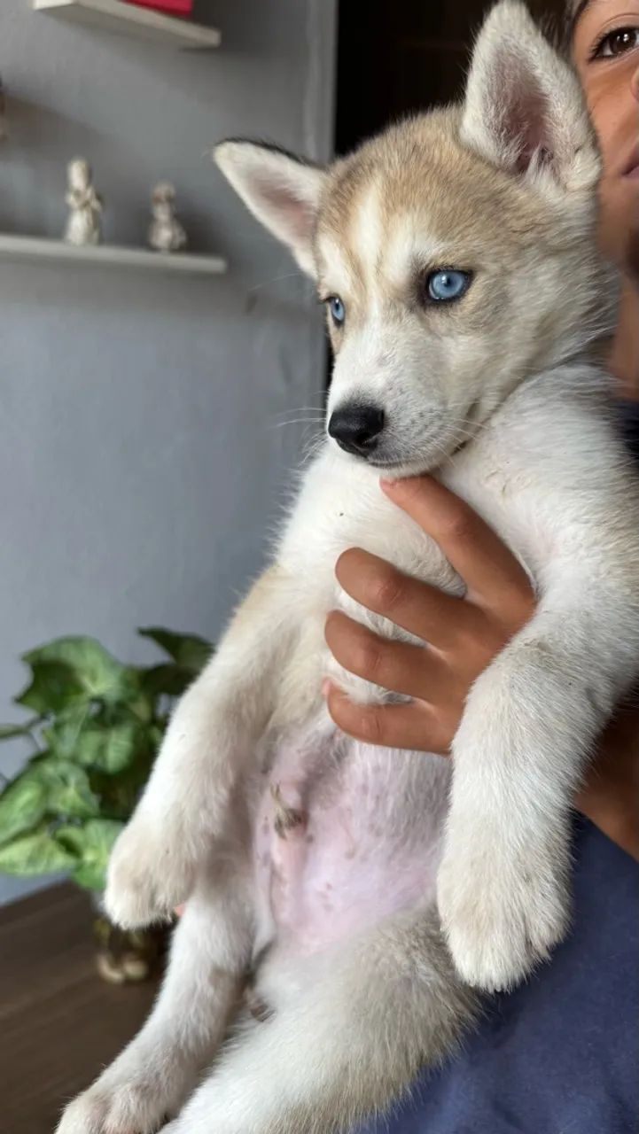Filhote husky  - Foto 4