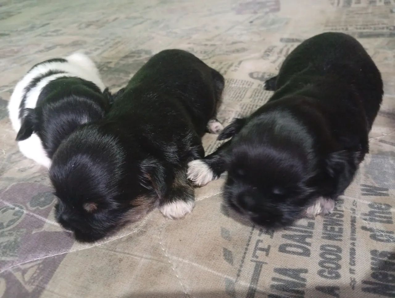 Vendo esses lindo filhote de Shitzu  - Foto 4
