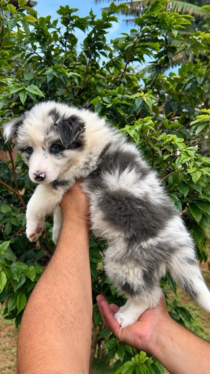 Border collie - Foto 2