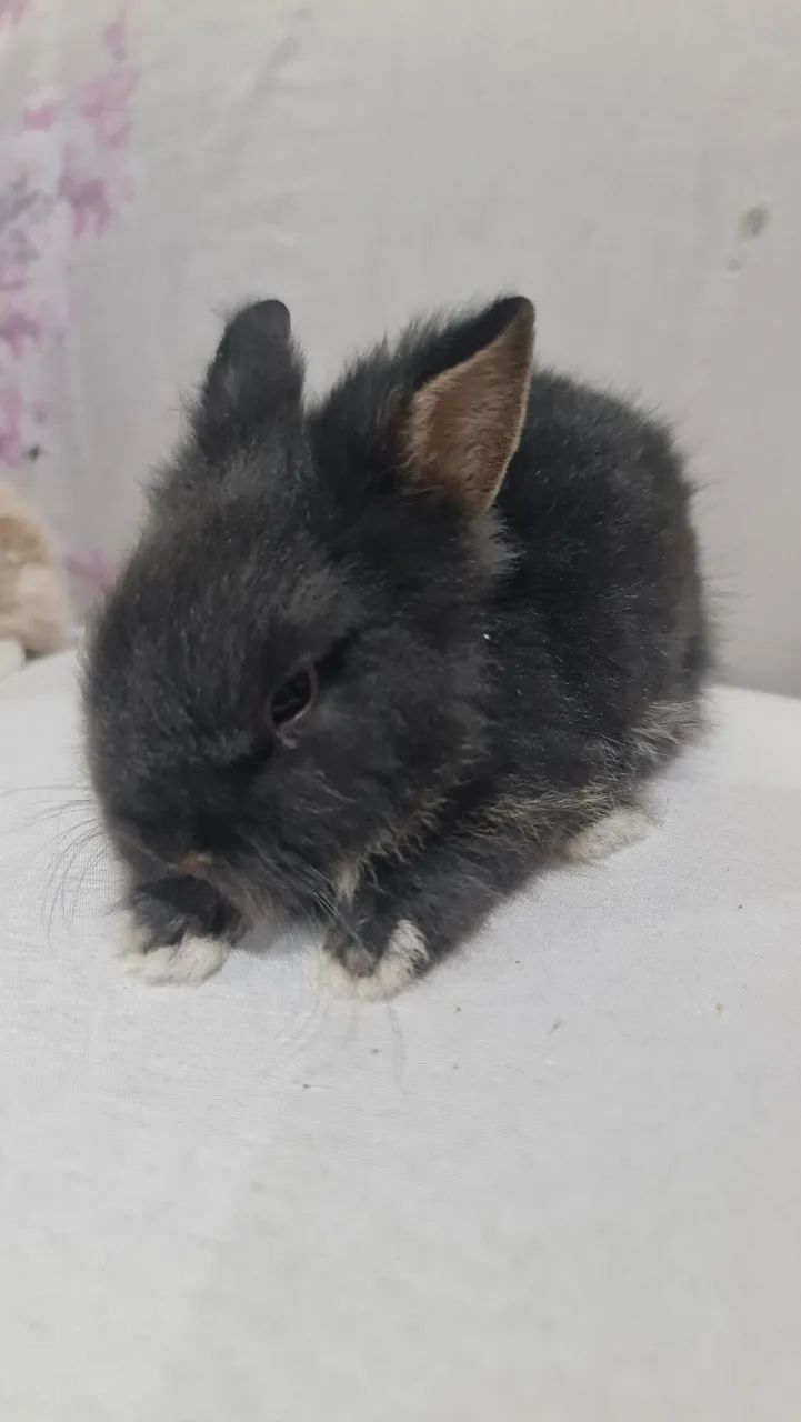 Mini lion 