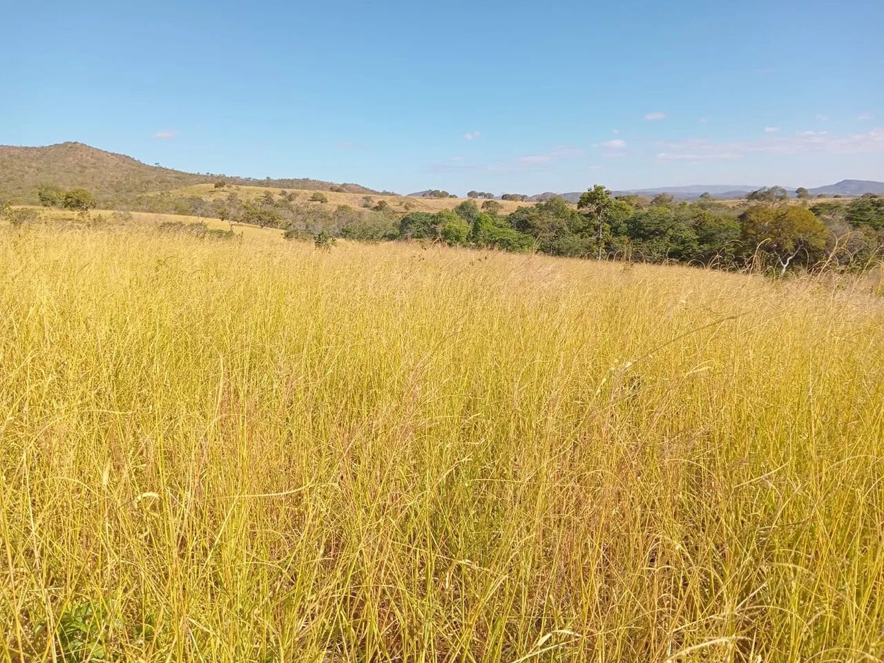 Fazenda de 62 alqueires 