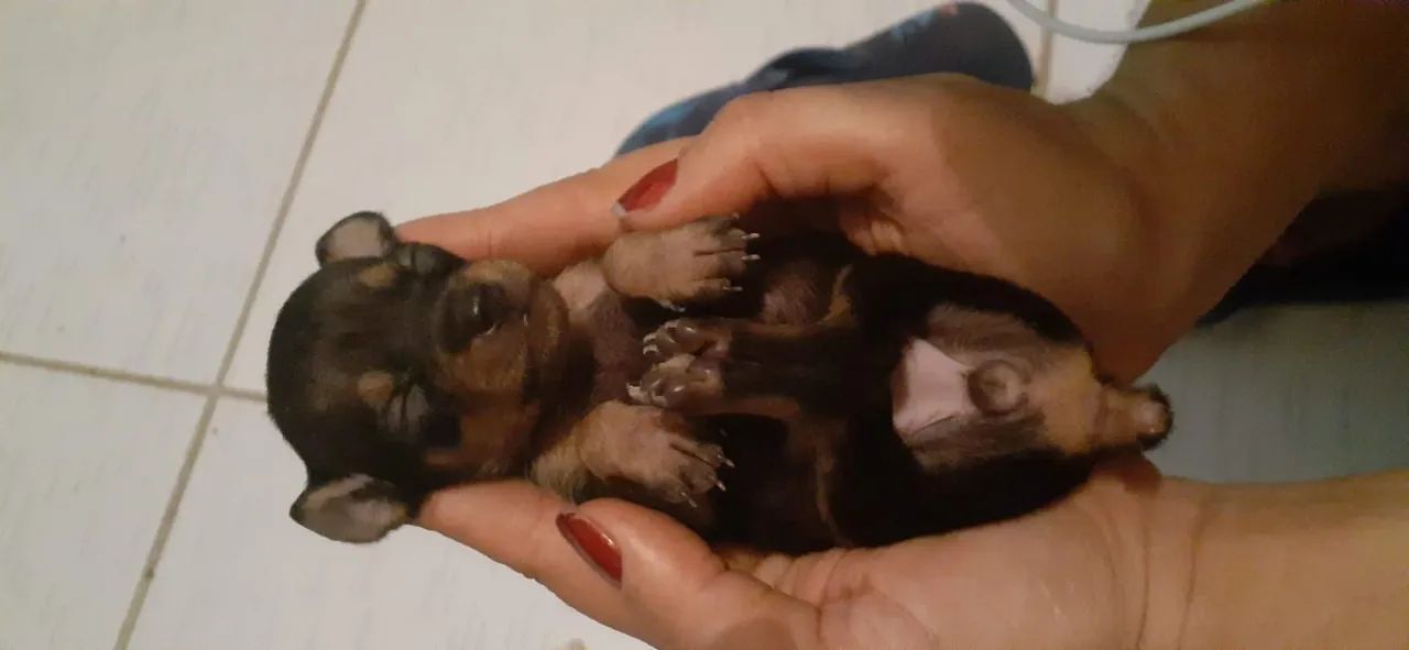 Filhotes de pinscher 