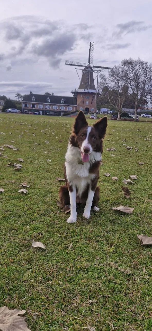 Filhotes de Border collie 