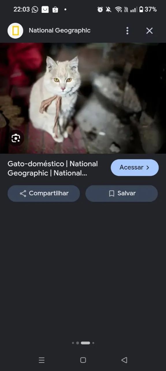Gato persa