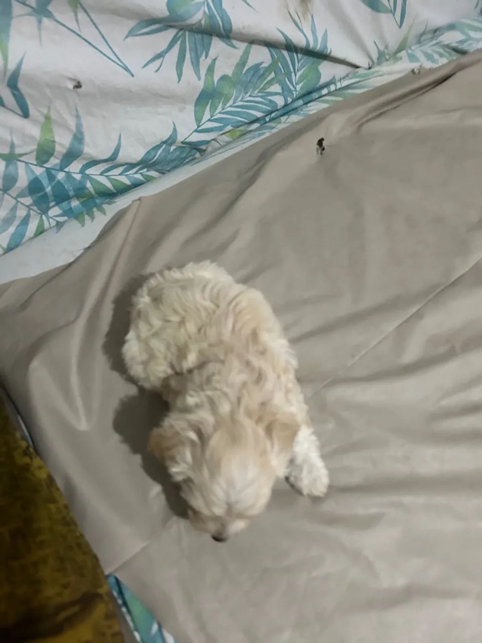 Cachorro  - Foto 5