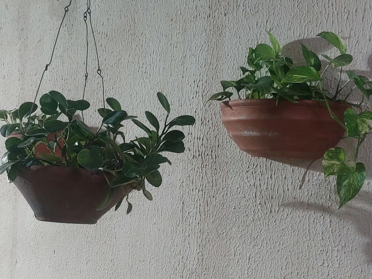 Plantas - Foto 4