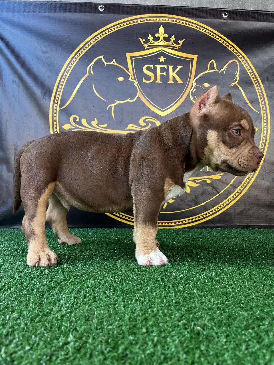 American Bully micro TriChoco - Foto 3