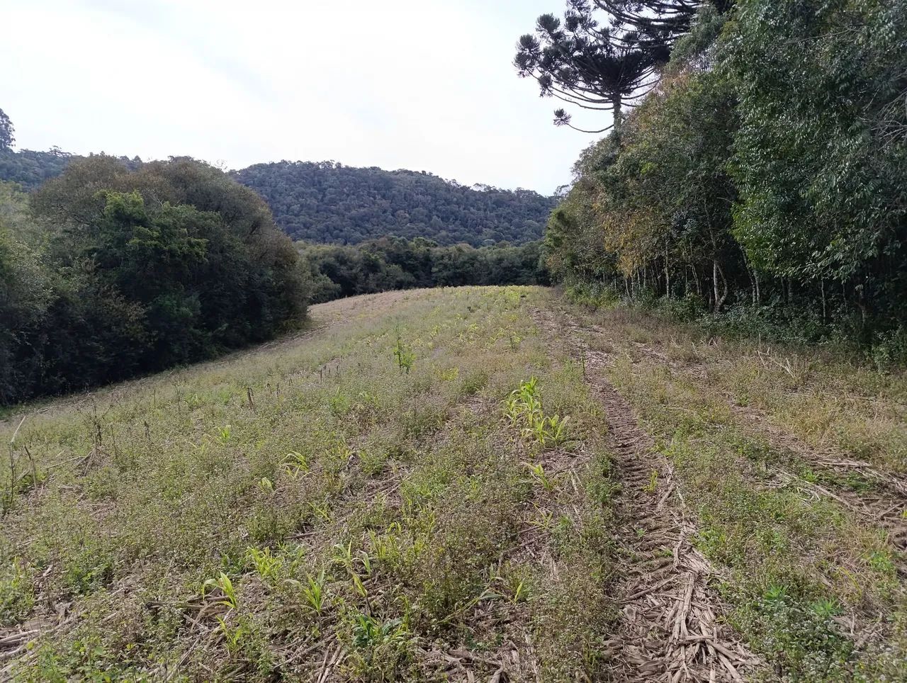 Chácara de 104.000m² divisa com Rio Negro - Foto 4