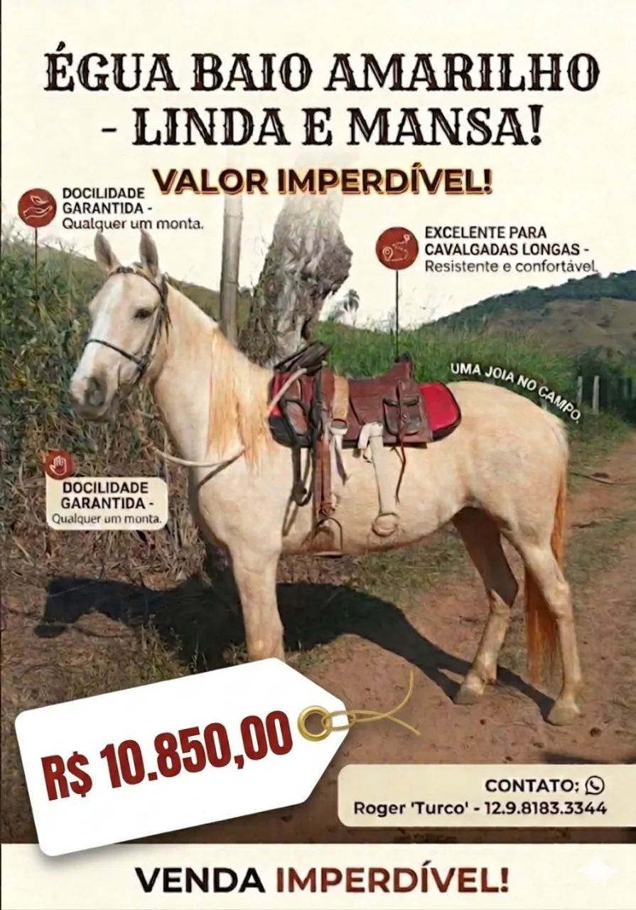 Égua Linda,  Baio , forte 9 anos, dócil.  Ótima reprodutora.