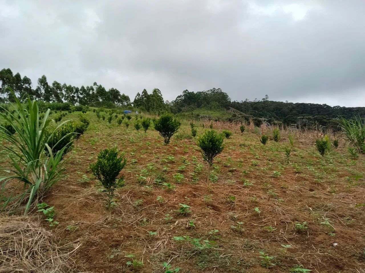 Terreno em Domingos Martins. - Foto 4
