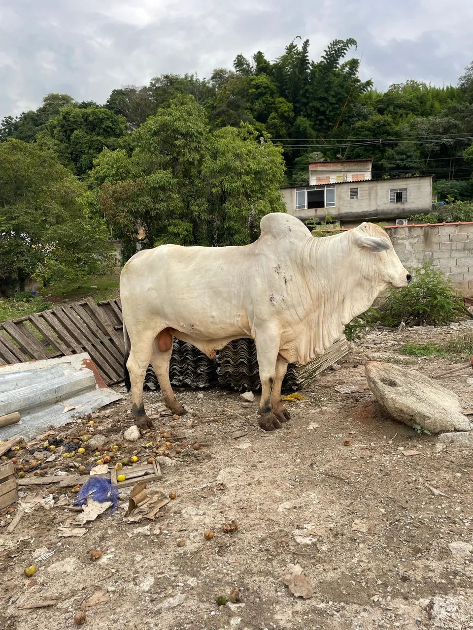 BOI Nelore PO reprodutor 