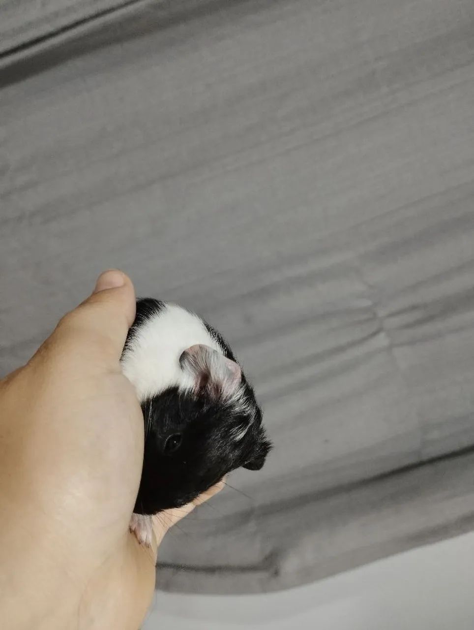 Porquinho da índia filhote macho - Foto 2