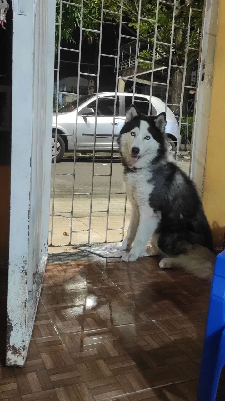 Procura-se namorada 