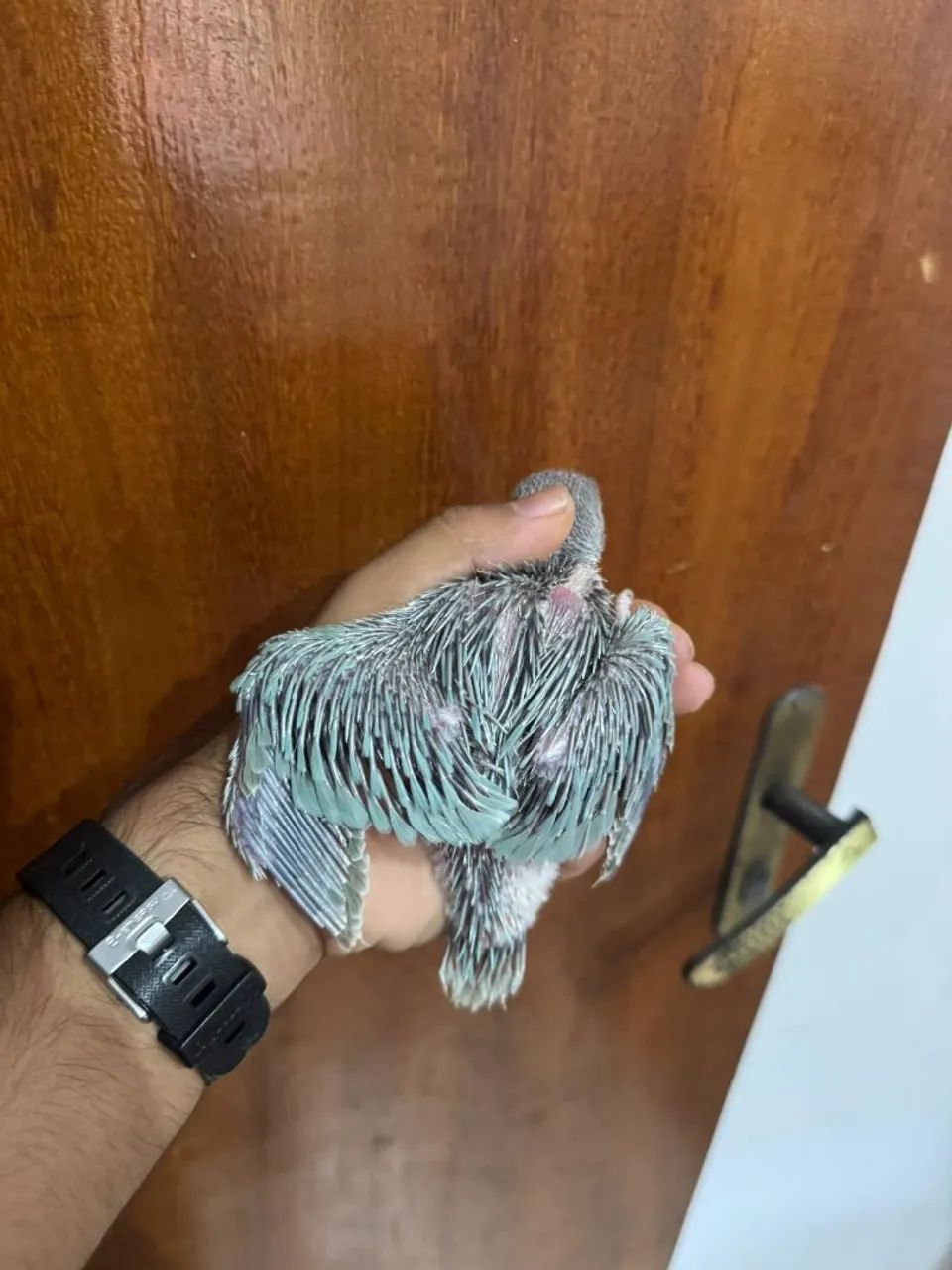 Disponível 