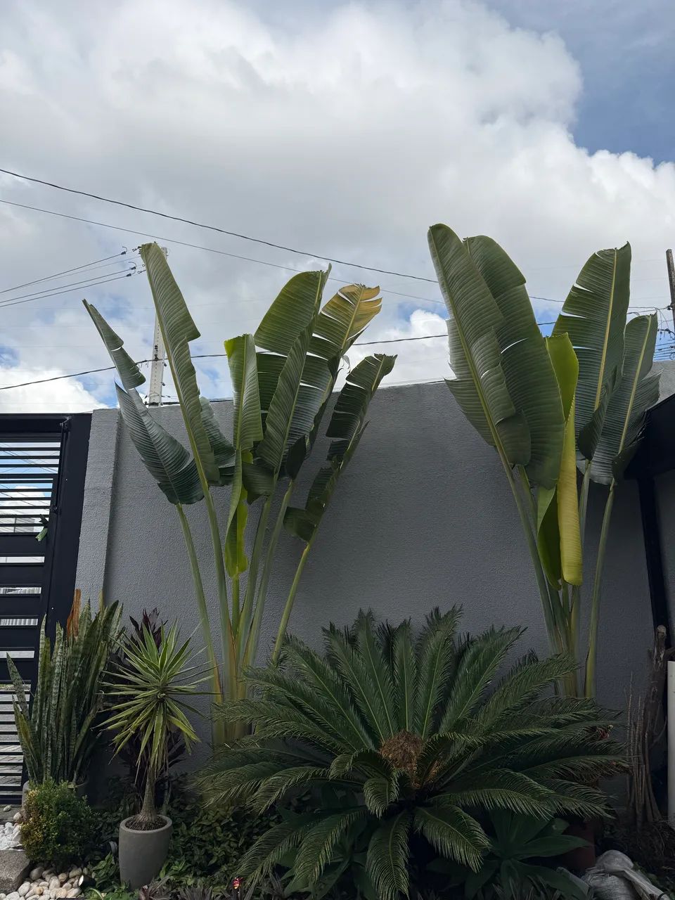 Ravenala Adulta Gigante (Árvore-do-Viajante)