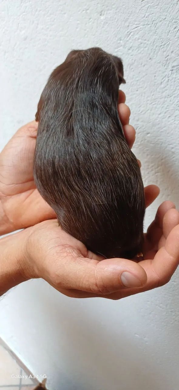 Porquinho da Índia Filhote  - Foto 5