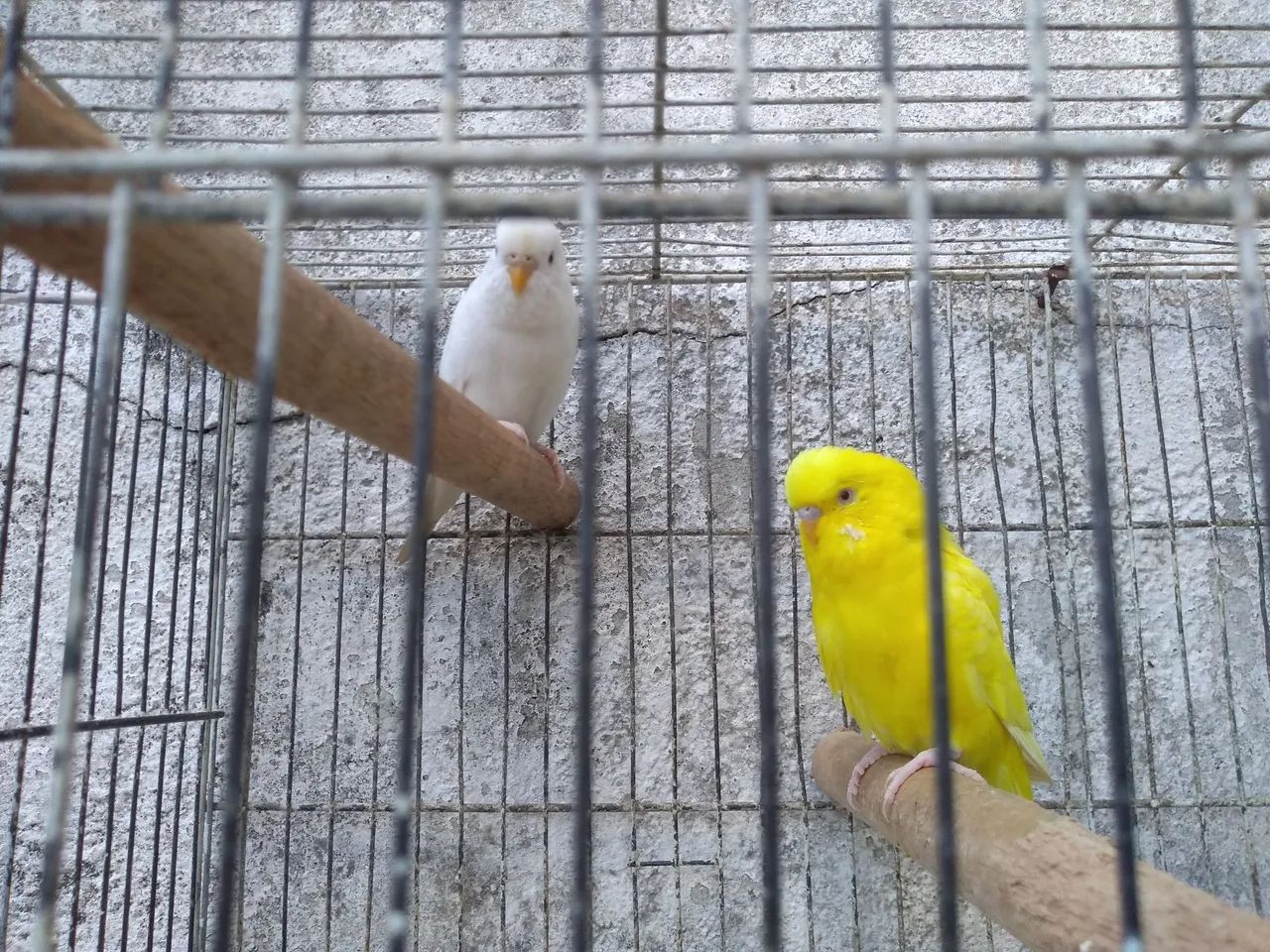 Gaiola  - Foto 2