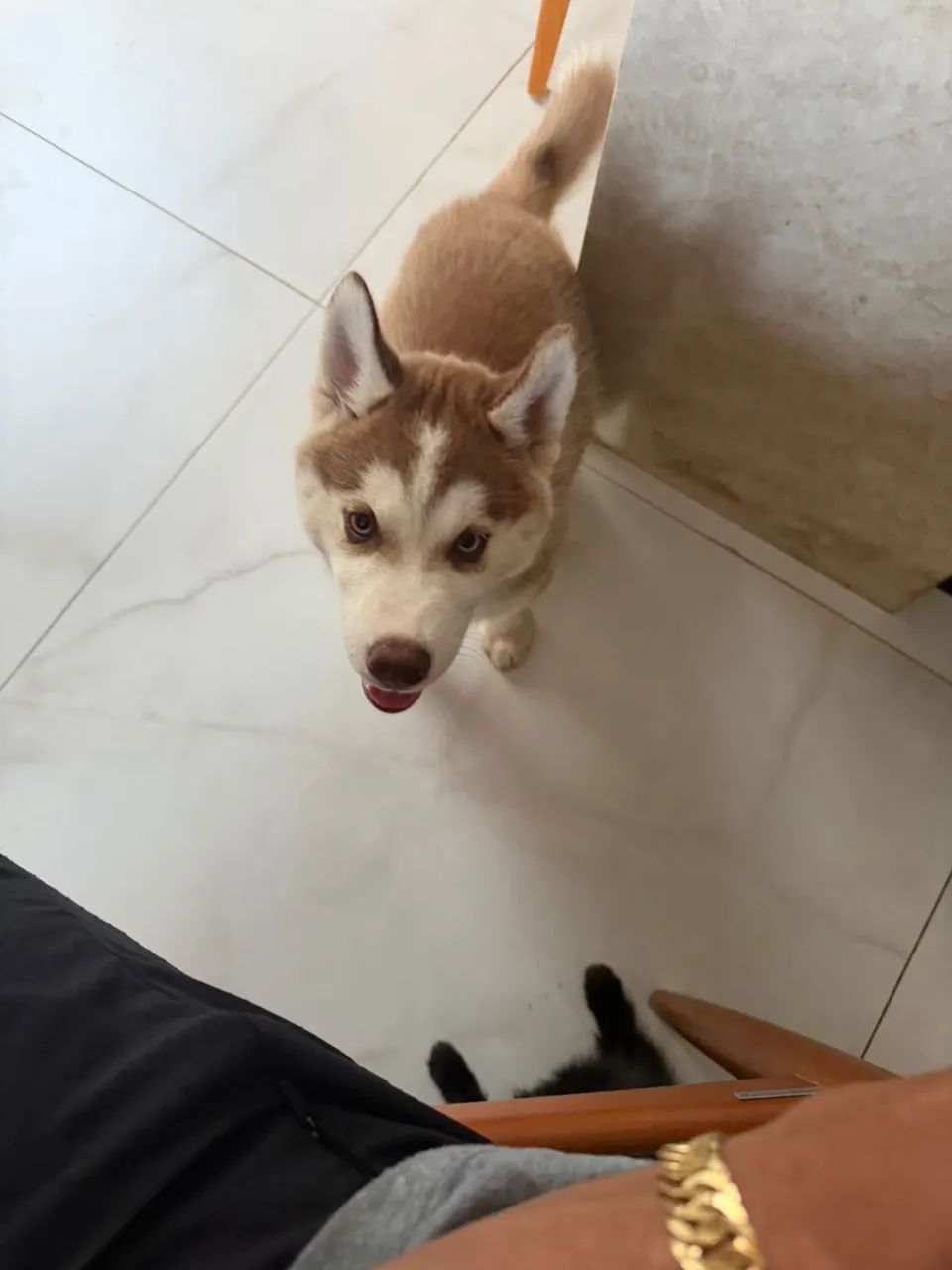 Husky siberiano 