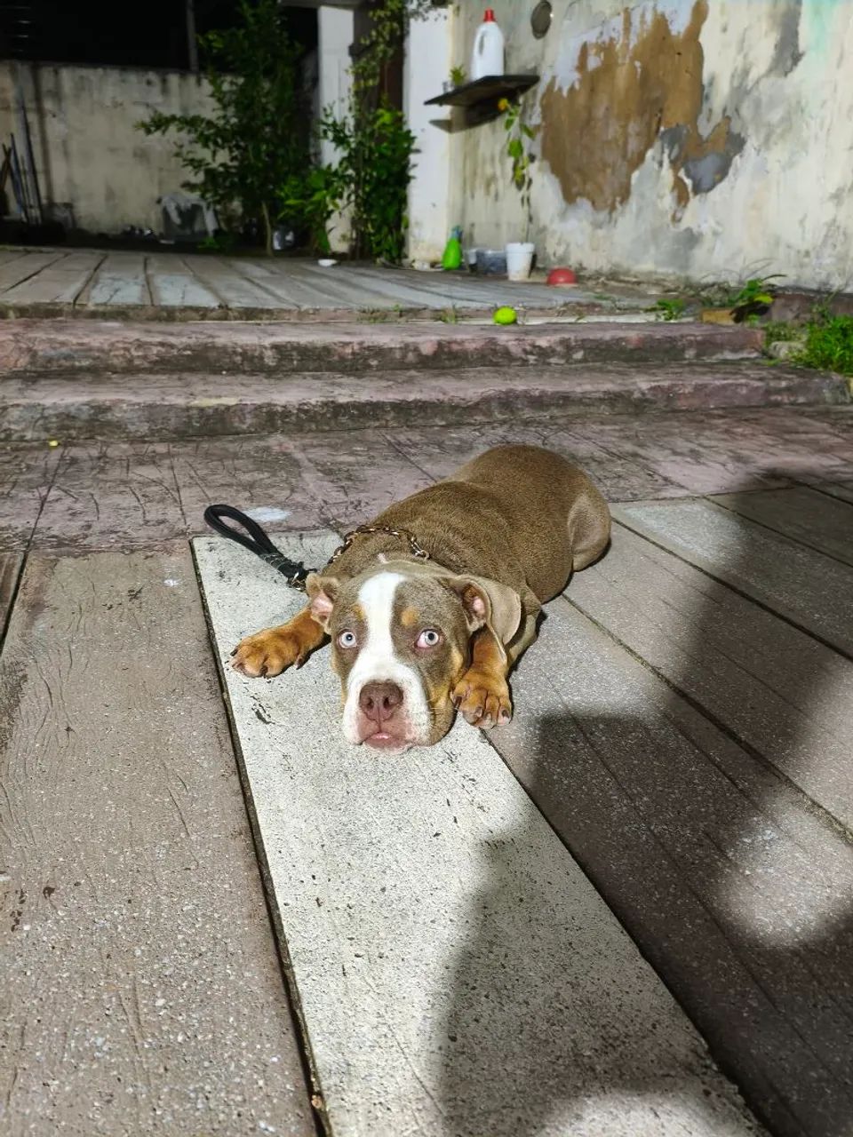 American bully BLUE 