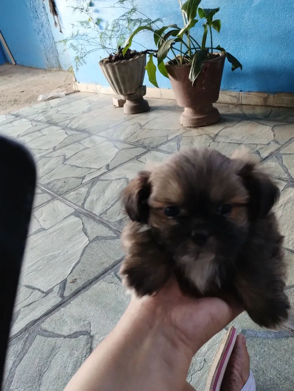 Vende se cachorro  - Foto 4