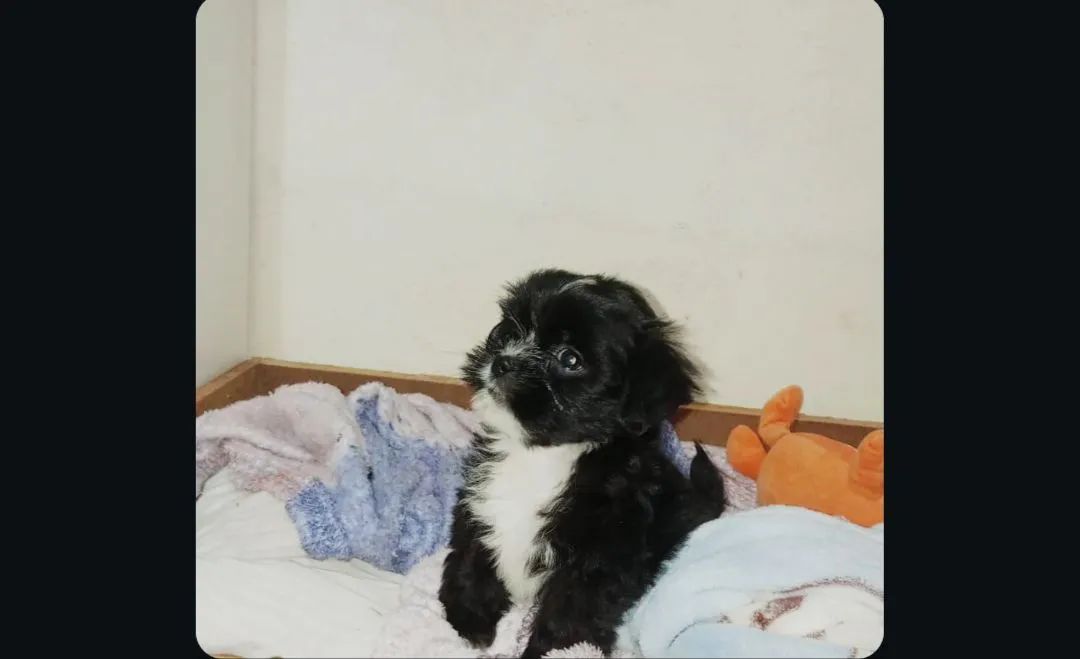 Vendo Shitzu 
