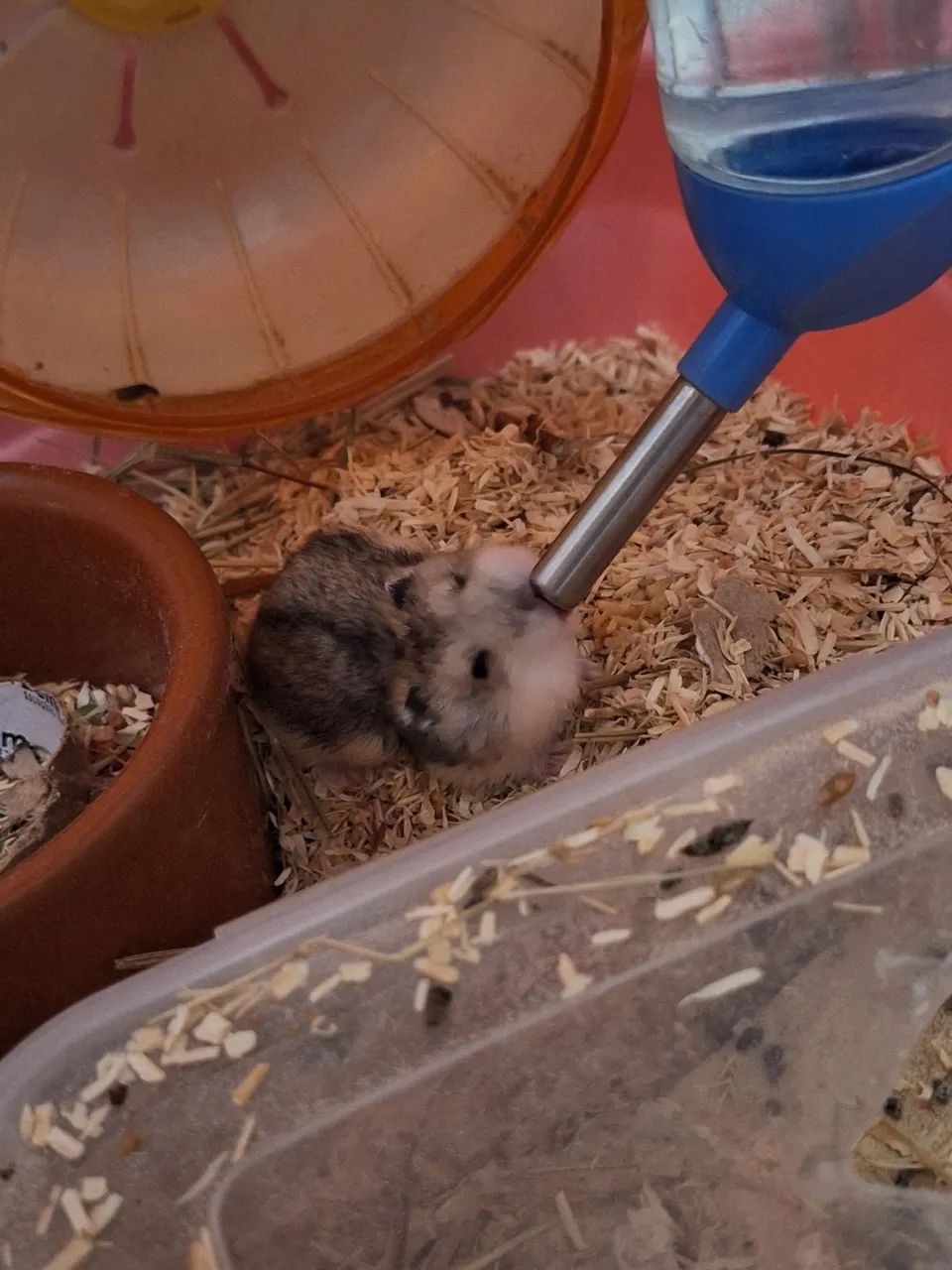 Último filhote de hamster!  - Foto 2