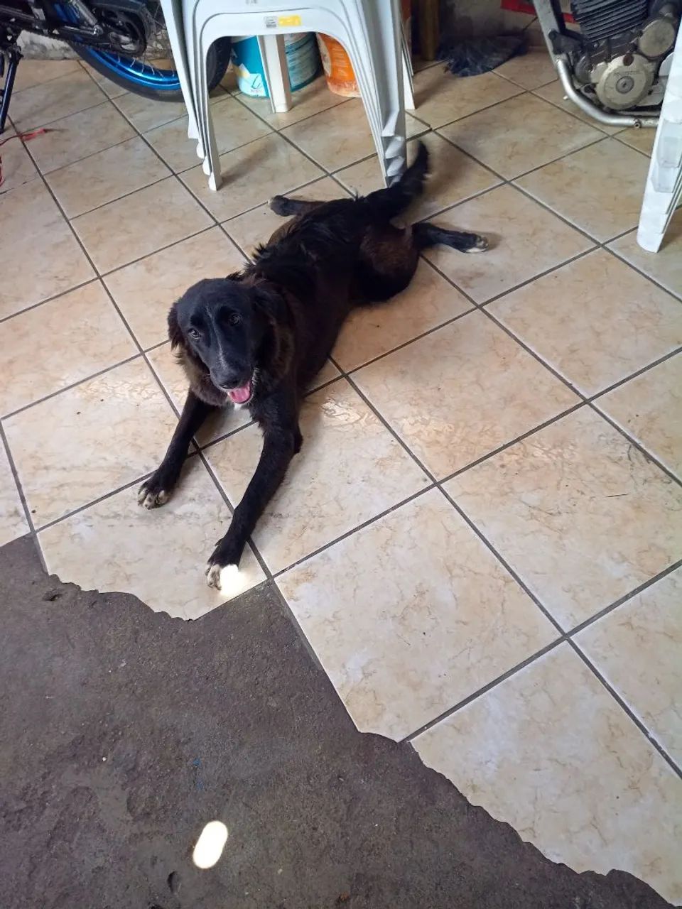 Adoção Responsável de 2 cachorros machos - Foto 5