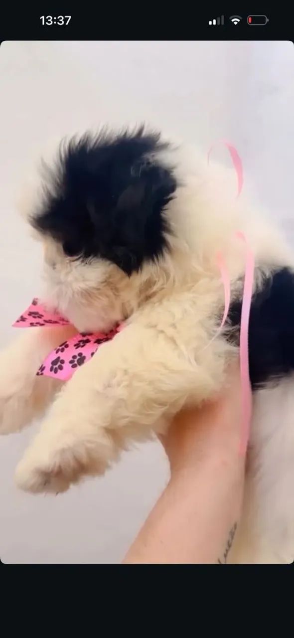 Shih tzu - Foto 3
