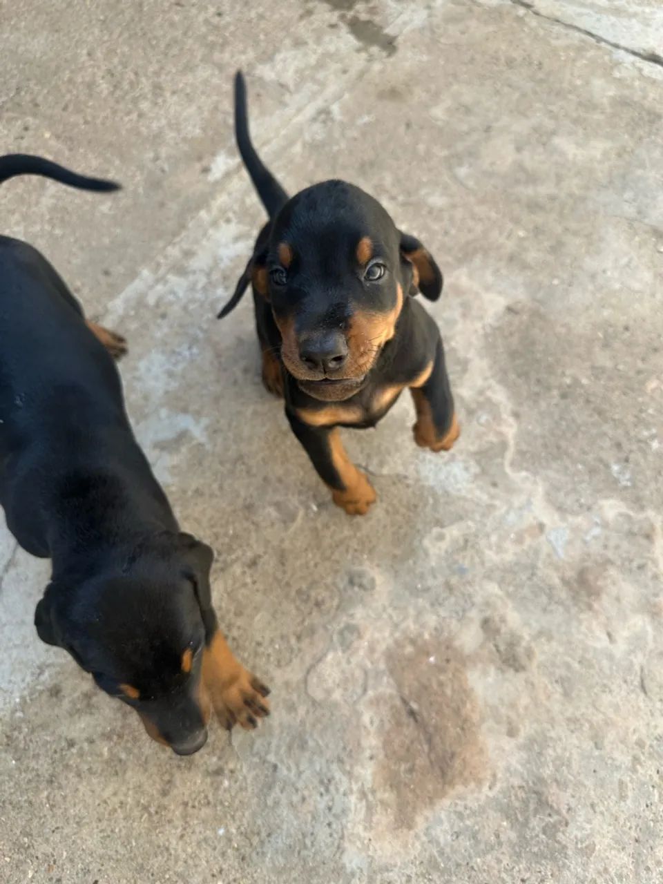 doberman filhotes - Foto 3