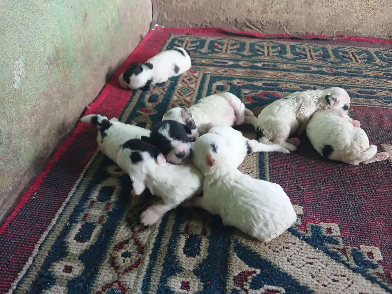Vende-se filhote de Poodle  ? 