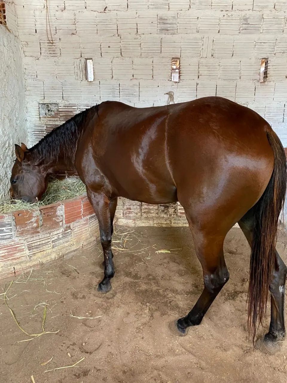 Égua Potra  - Foto 4