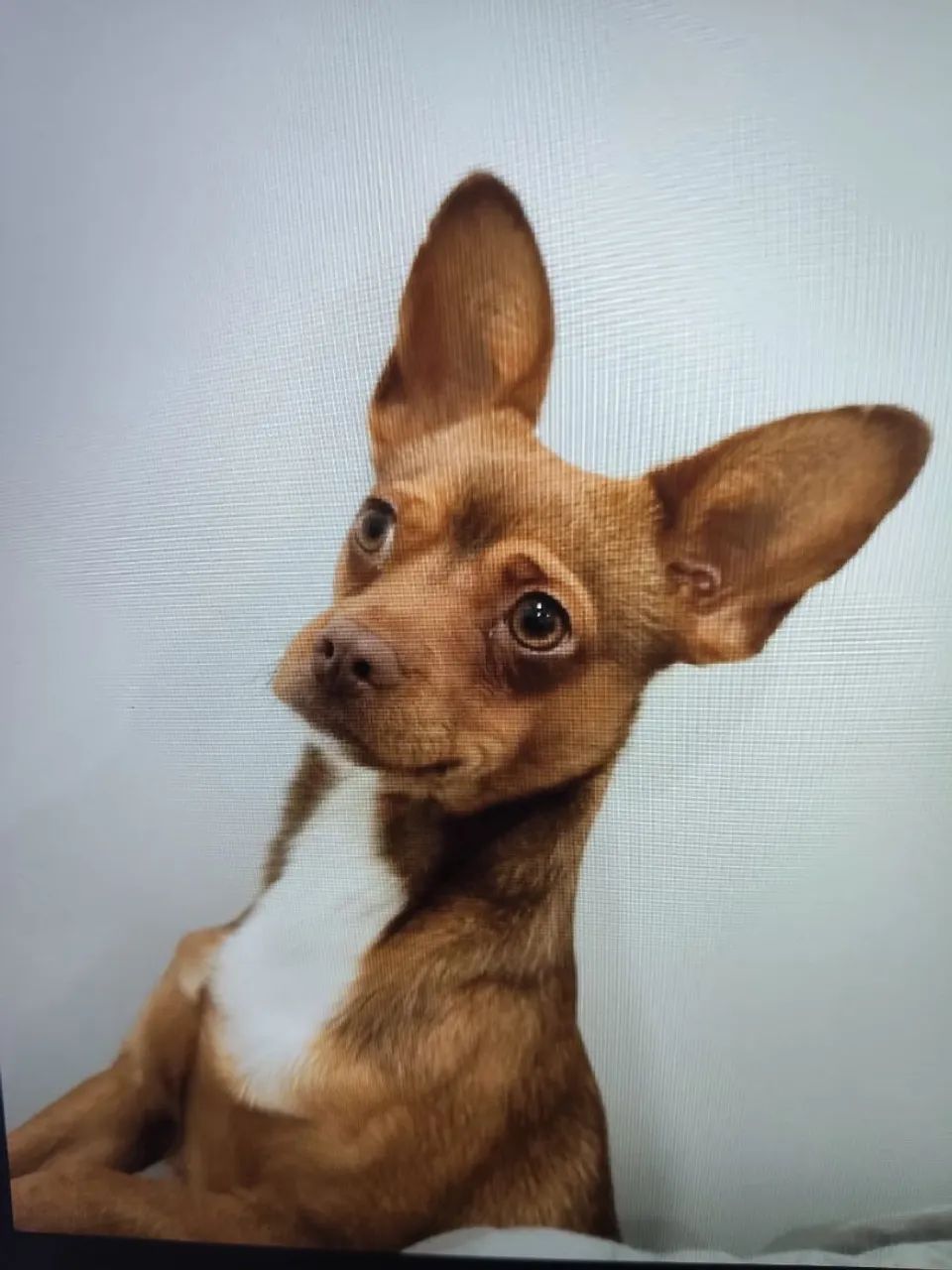 Doação de cachorro  - Foto 3