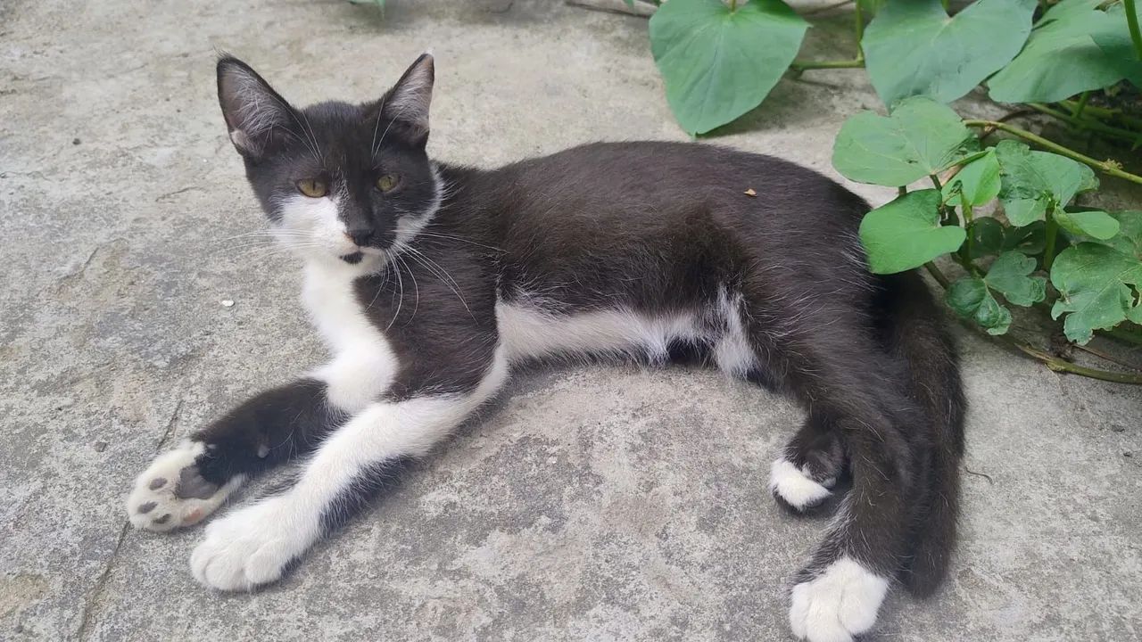 Gatinhos para doação - Timbó, Maracanaú  - Foto 2