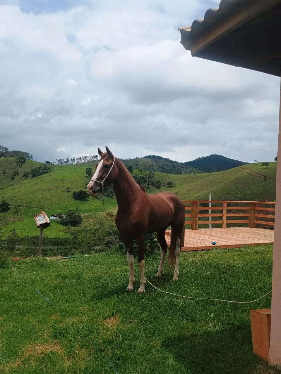 Mangalarga paulista  - Foto 2