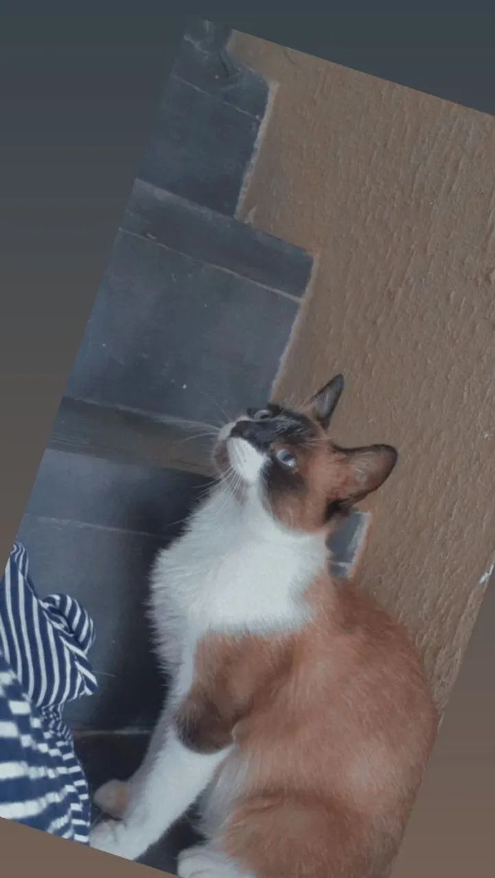 Gato 