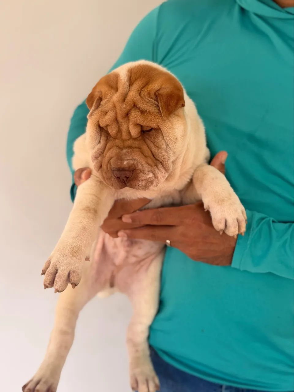 Filhotes de sharpei  - Foto 4