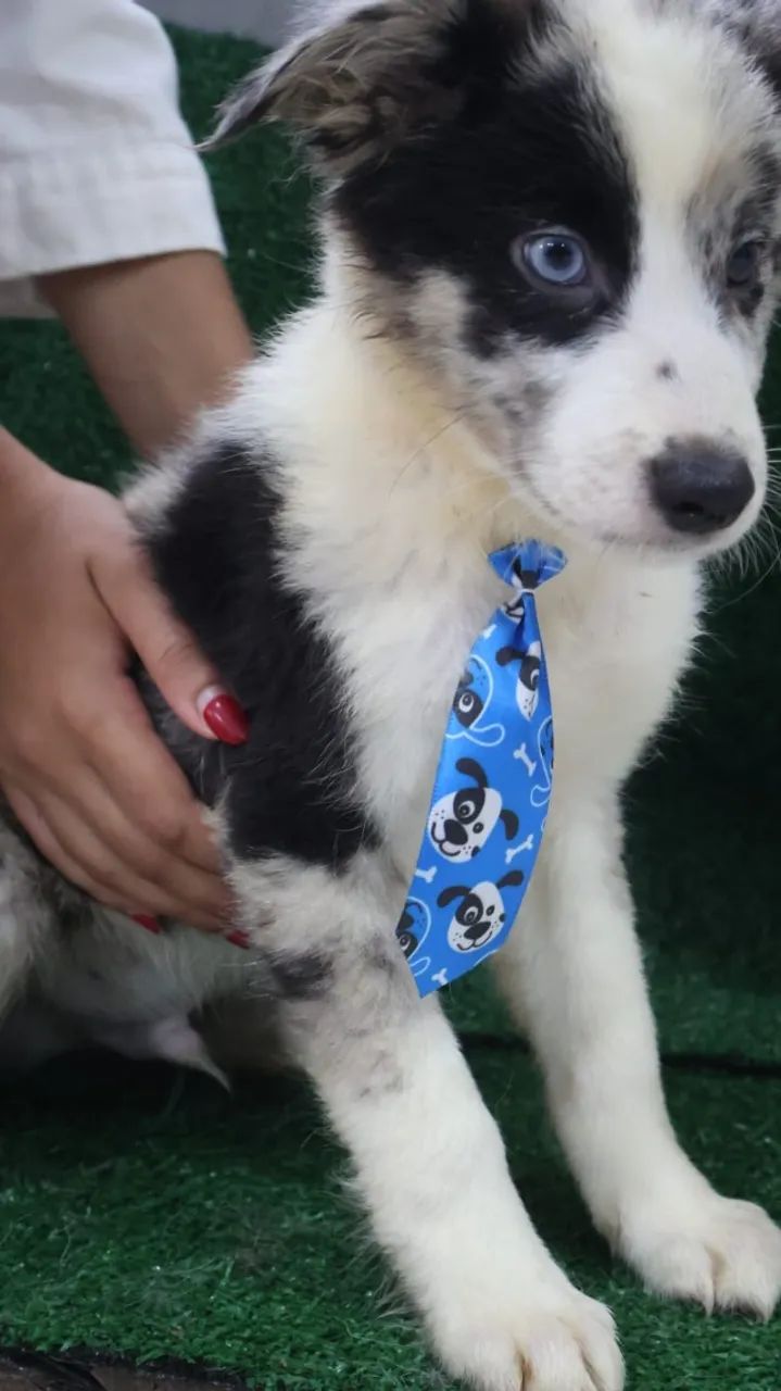 Border Collie Blue Merle Macho - Foto 2