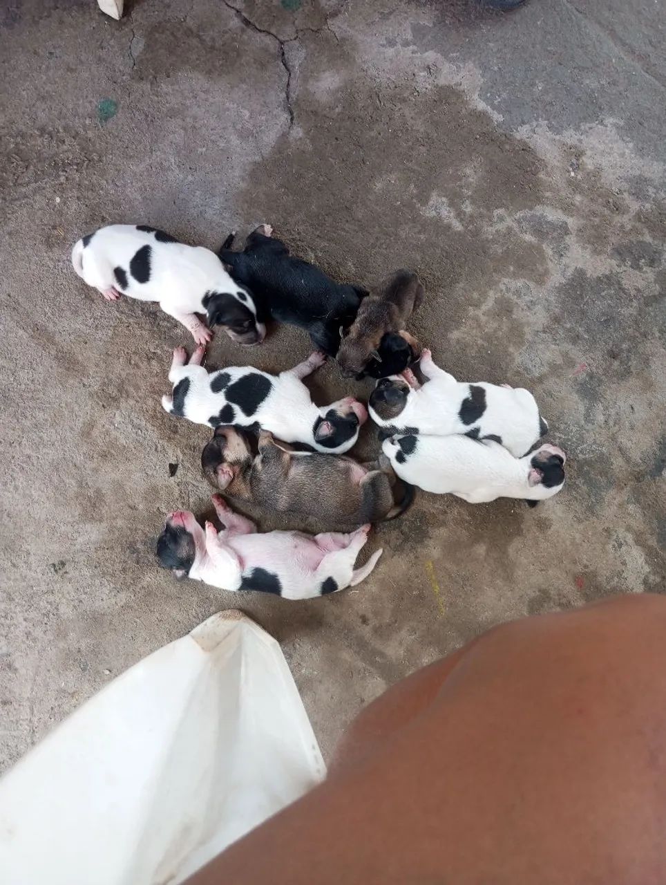 Cachorro Pinscher - Foto 3
