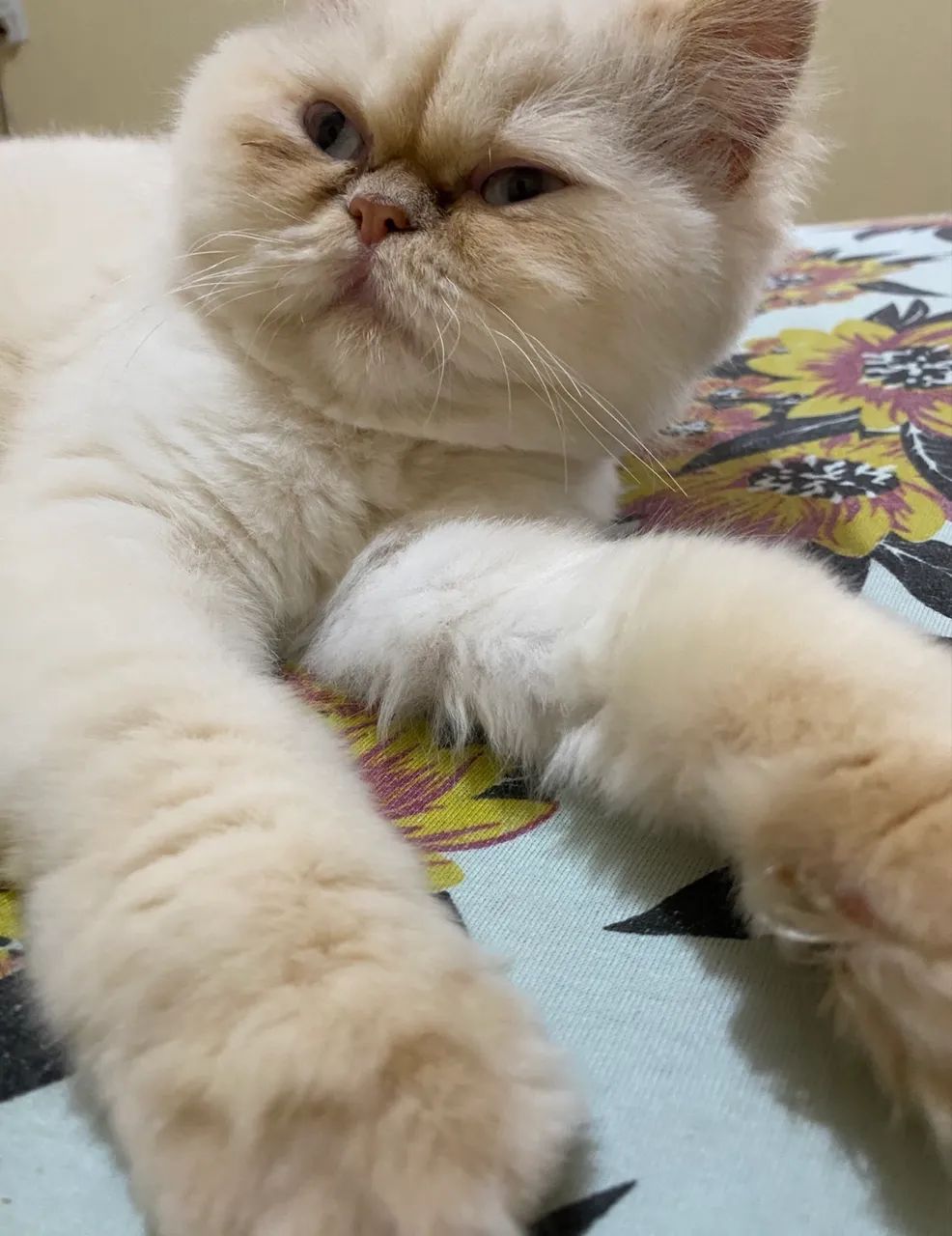 Gata persa 3 anos  - Foto 3