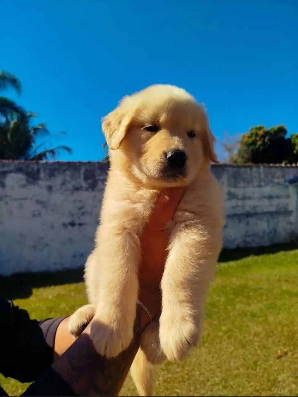 Golden Retriever  - Foto 3