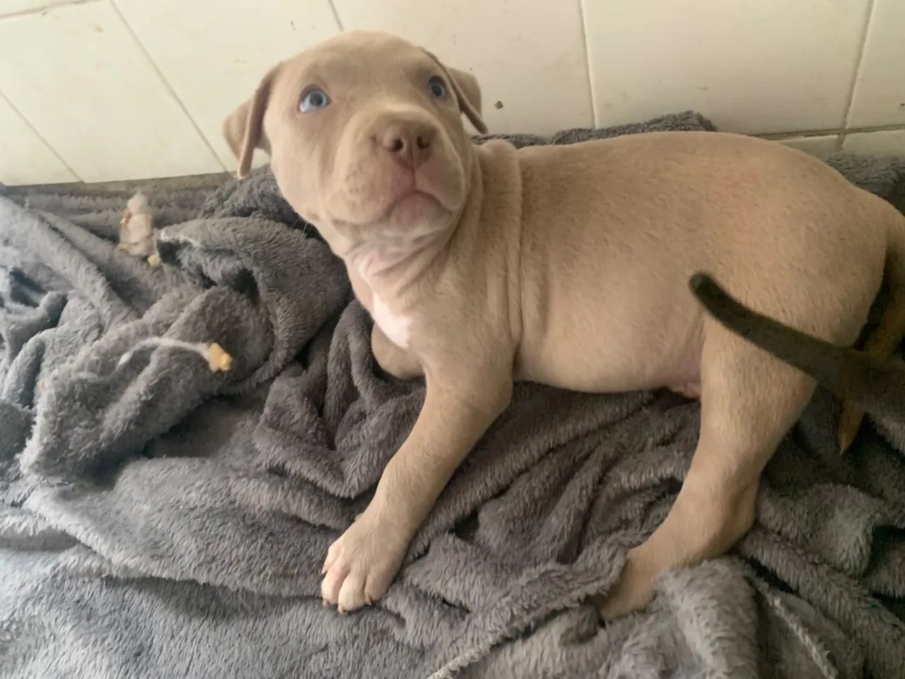 Filhote American Bully  - Foto 2