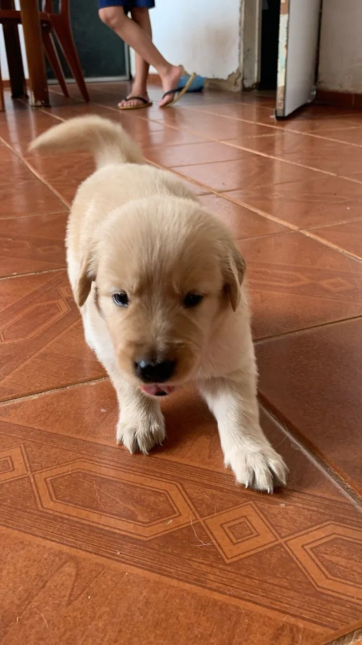 Filhotes de Golden Retriever