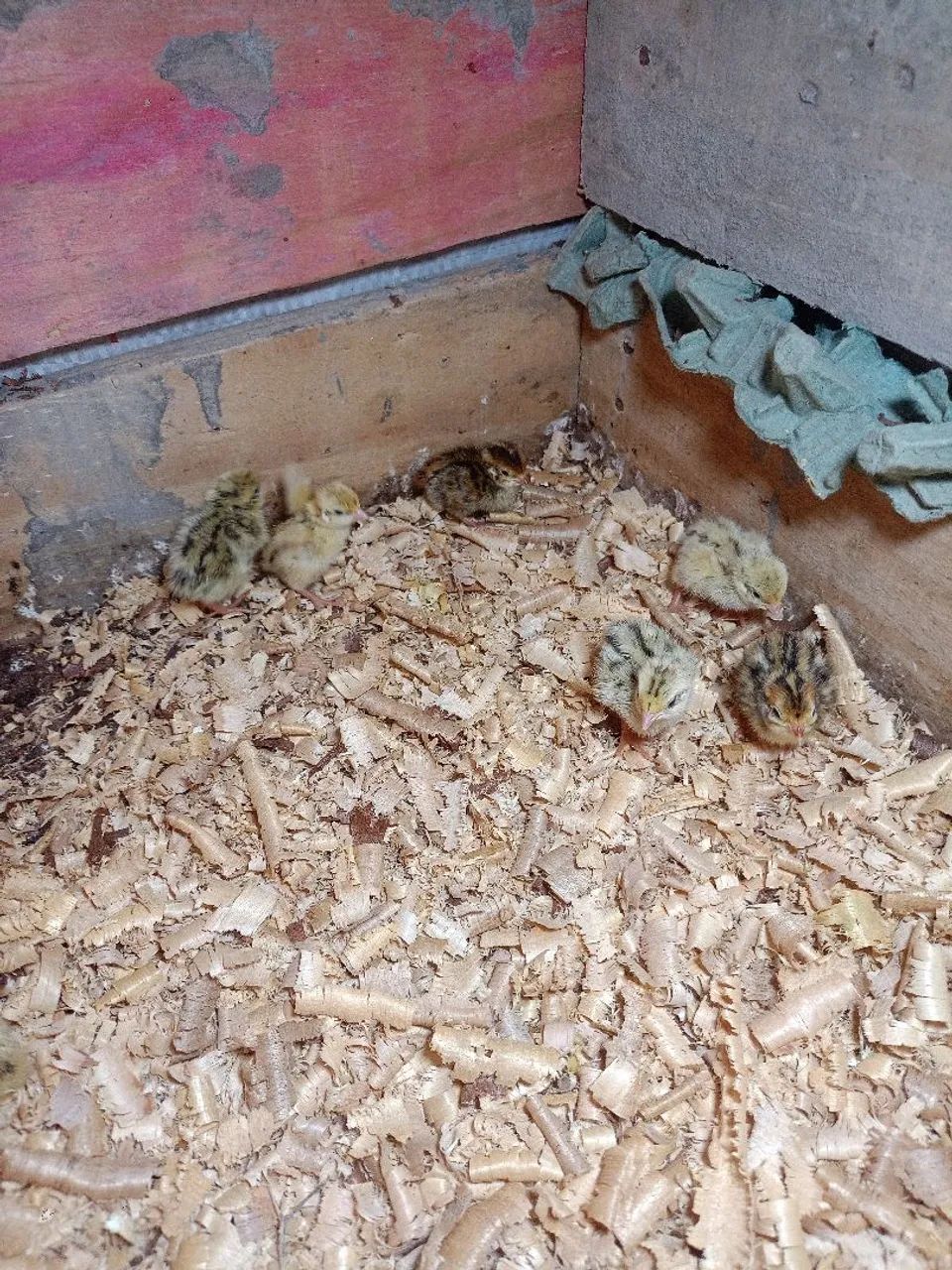 Codornas de 1 dia