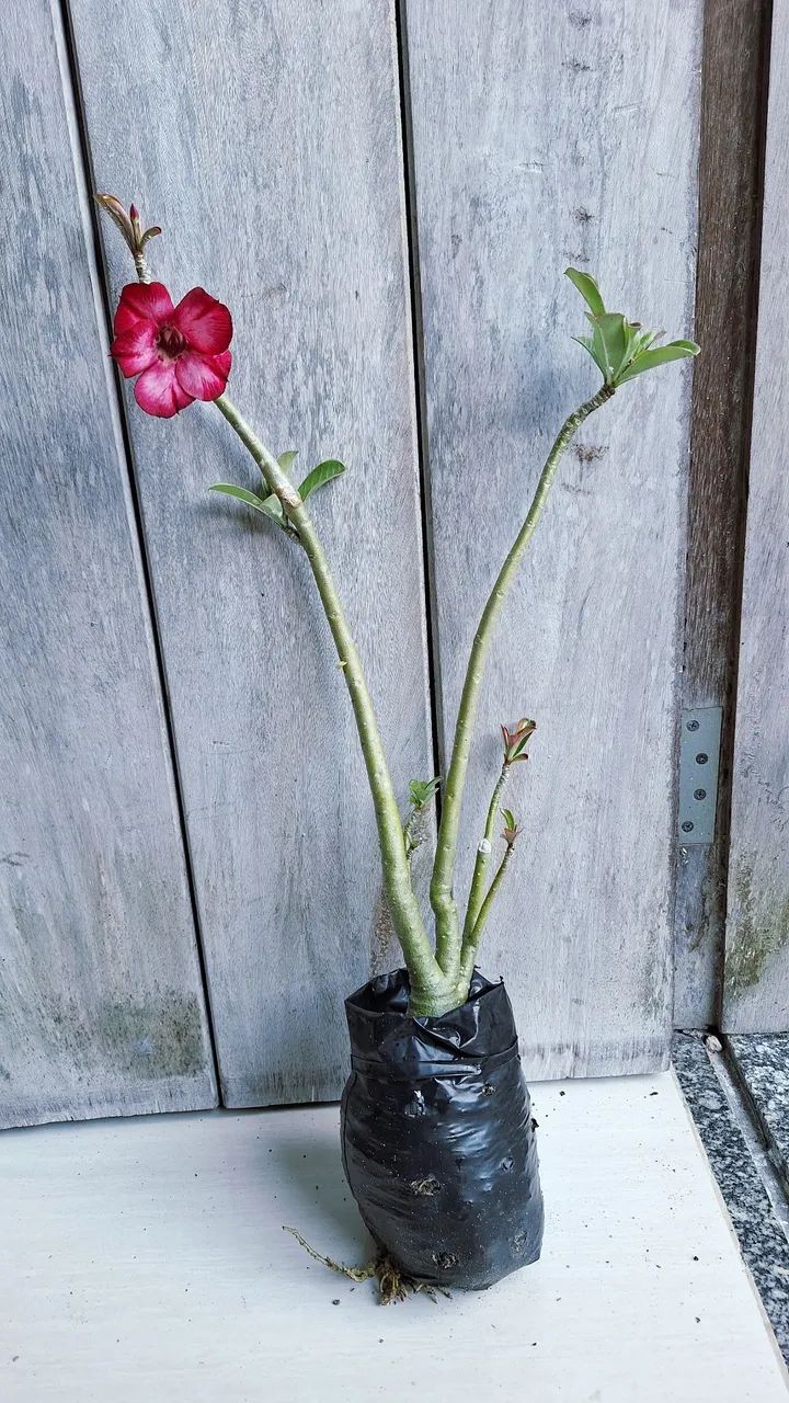 Rosas do deserto variadas - Foto 3