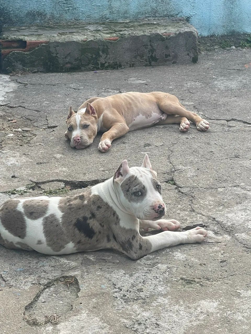 Filhote de Pitbull  - Foto 5