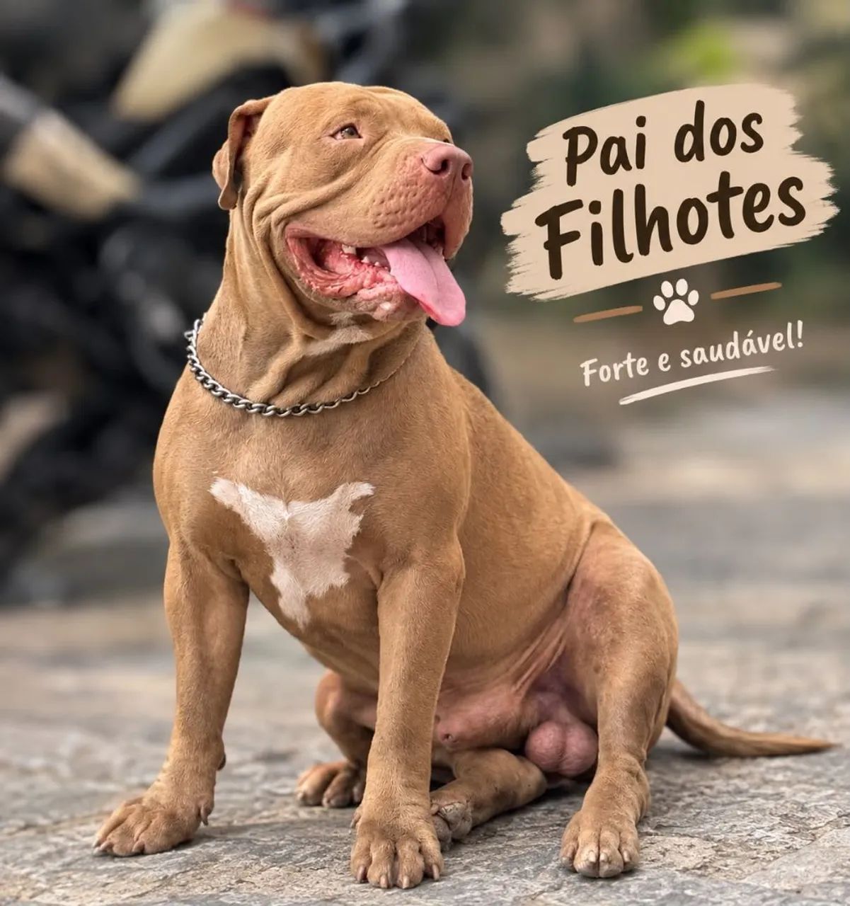 Filhotes de pitmonster  - Foto 2