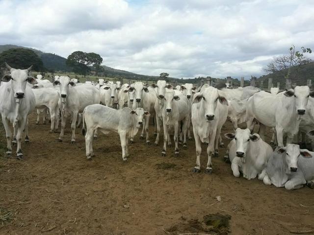 Fazenda ximarao em ALMENARA mg 125 hectares - Foto 10