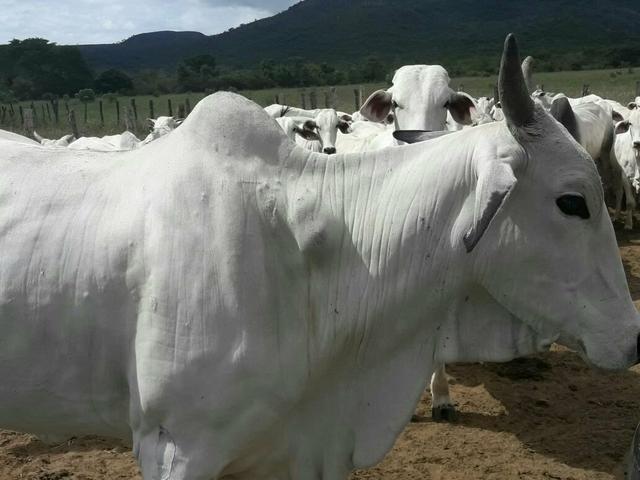 Fazenda ximarao em ALMENARA mg 125 hectares - Foto 4